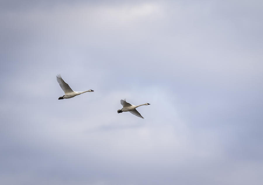 Tundra Swans 2016-3 Photograph by Thomas Young