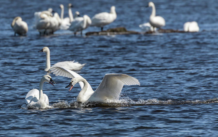 Tundra Swans 2018-1 Photograph by Thomas Young