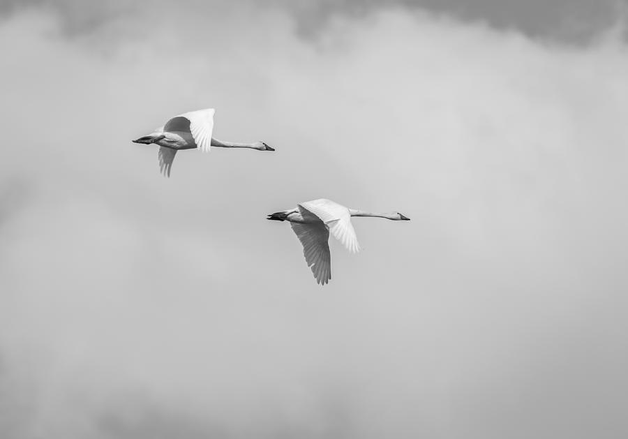 Tundra Swans 3-2015 Photograph by Thomas Young