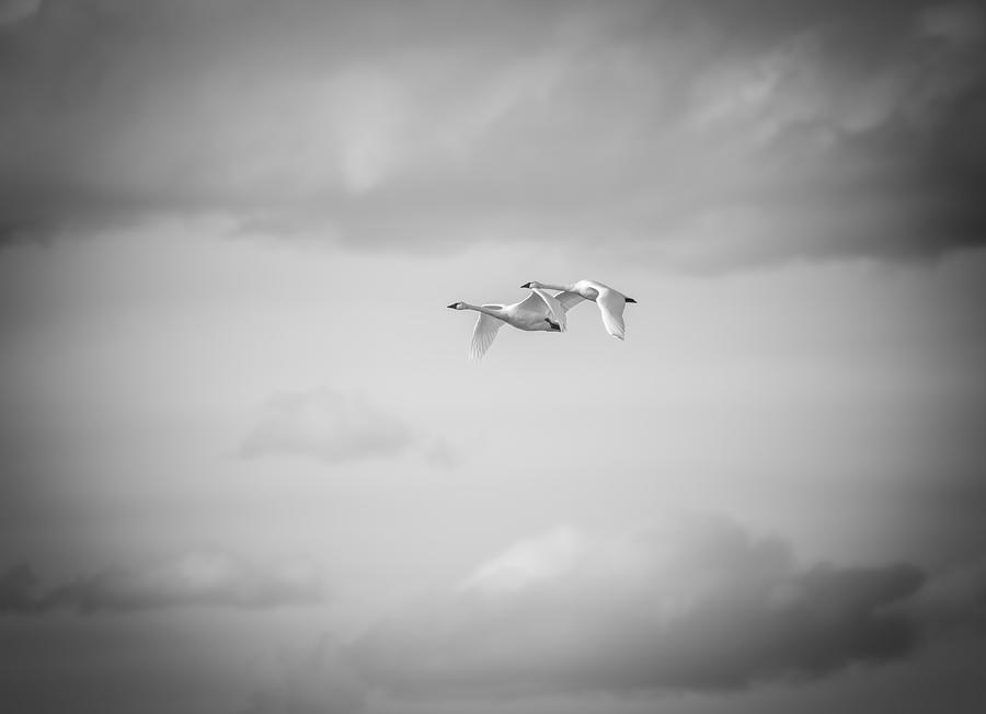 Tundra Swans 4-2015 Photograph by Thomas Young