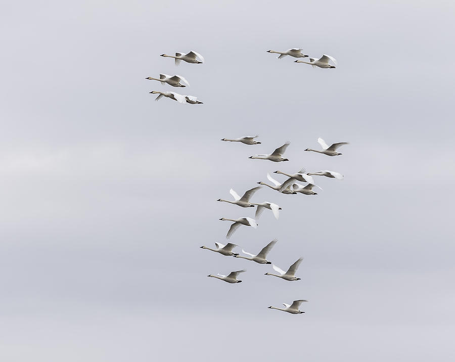 Tundra Swans 7-2015 Photograph by Thomas Young