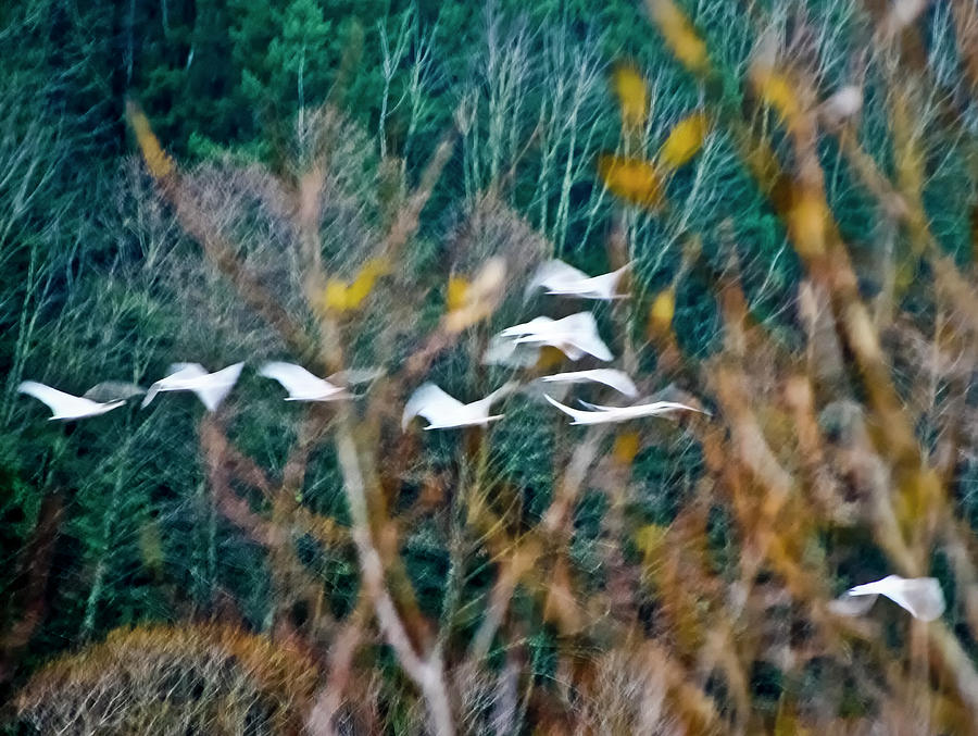Tundra Swans Photograph by Albert Seger