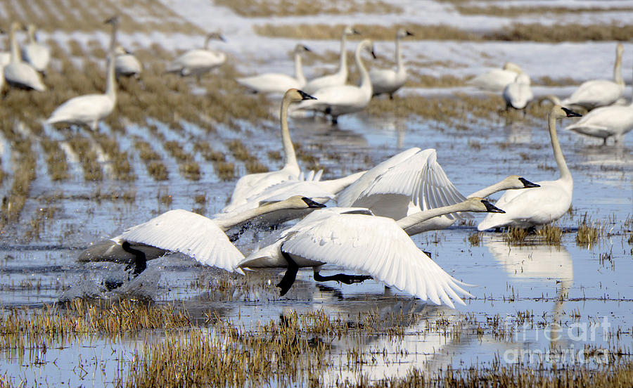 Trumpeter Swans Alberta Canada 1 Photograph by Bob Christopher