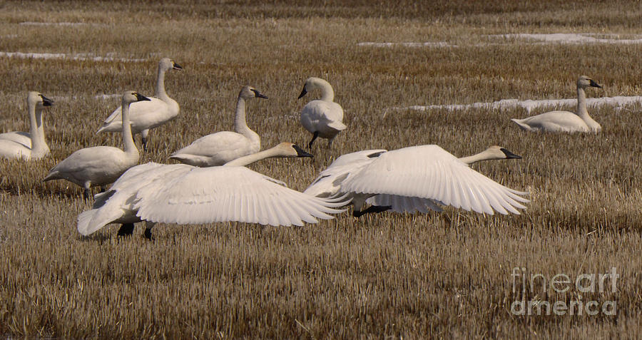 Trumpeter Swans Alberta Canada 2 Photograph by Bob Christopher