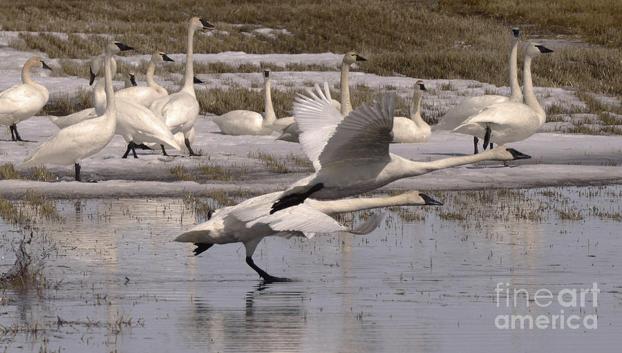 Trumpeter Swans Alberta Canada 4 Photograph by Bob Christopher
