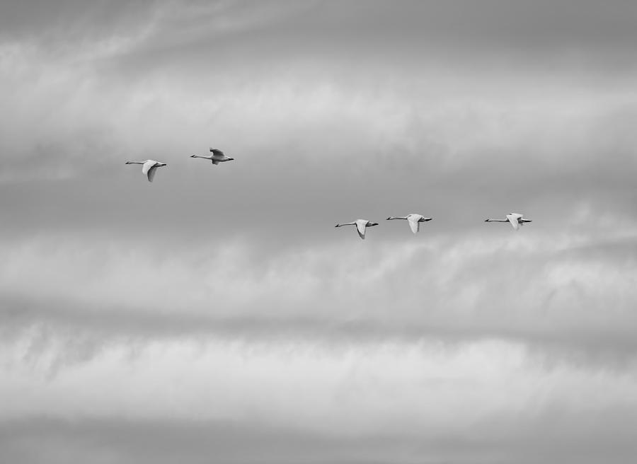 Tundra Swans Flying Above Photograph by Thomas Young