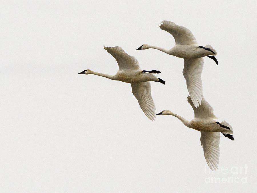 Tundra Swans In Flight 1 Photograph by Bob Christopher
