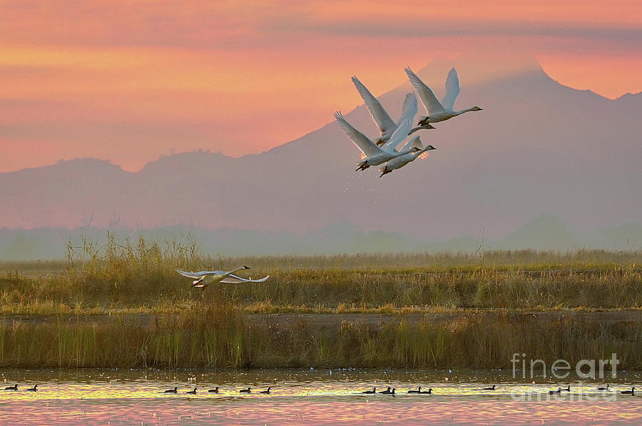 Geese Photograph - Tundra Swans in Flight at Sunset  by Michelle Zearfoss