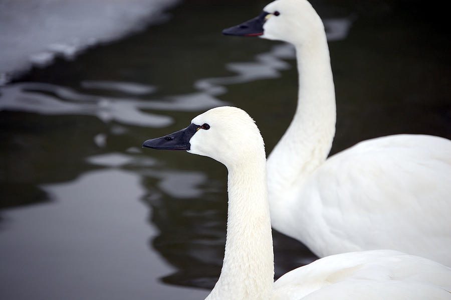 Swans Photograph - Tundra Swans by Lisa Kane Swans Photograph - Tundra Swans by Lisa Kane