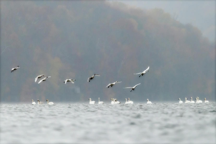 Tundra Swans - Migrating through West Virginia. Photograph by Dan Friend