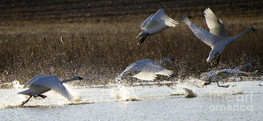 Tundra Swans Take Off 2 Photograph by Bob Christopher