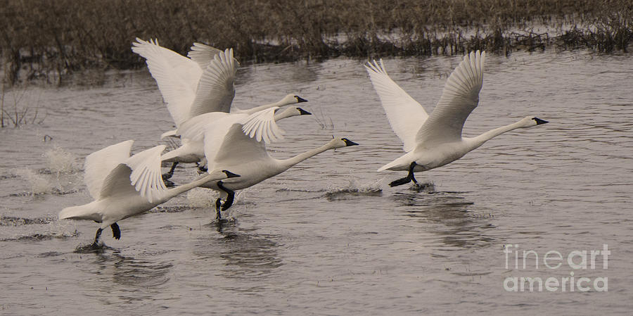 Tundra Swans Take Off Photograph by Bob Christopher