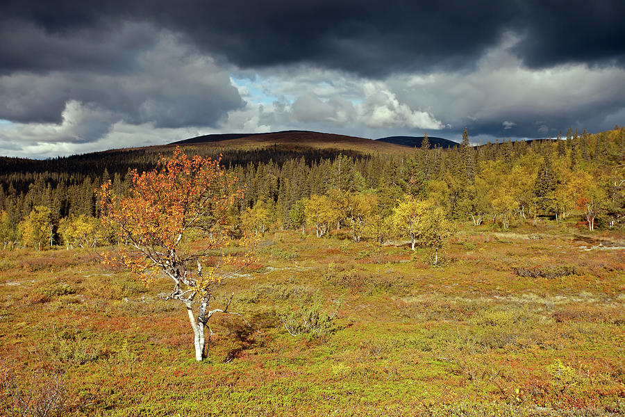 Tundra with Birch Photograph by Aivar Mikko