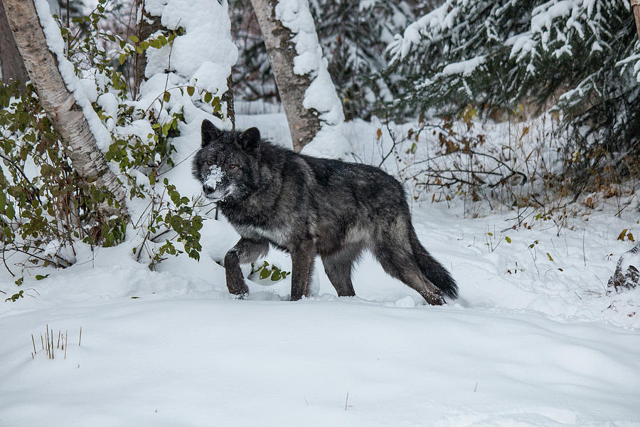 Tundra Wolf 6701 Photograph by Teresa Wilson