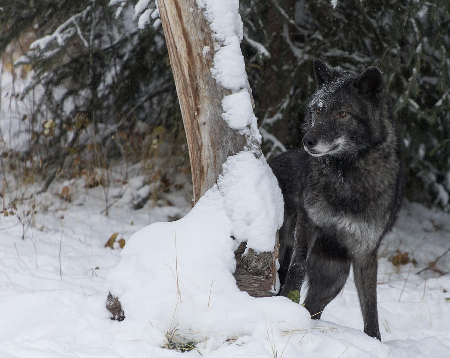 Tundra Wolf 9097 Photograph by Teresa Wilson