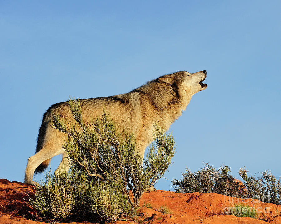 Tundra Wolf Photograph by Dennis Hammer
