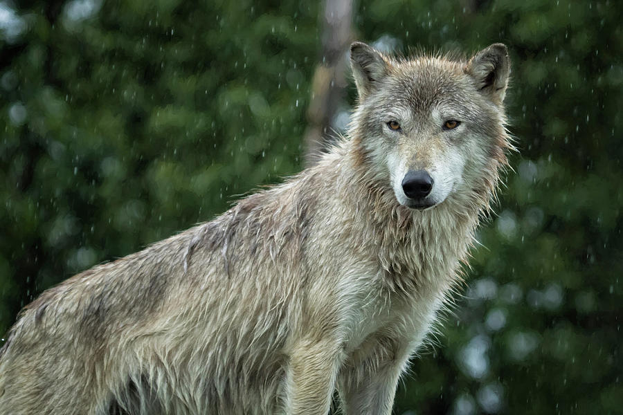 Tundra Wolf in the Rain Photograph by Belinda Greb