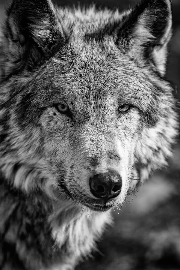 Wildlife Photograph - Tundra Wolf by Rick Berk