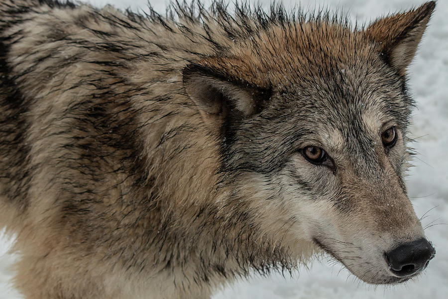 Tundra Wolf Photograph by Teresa Wilson