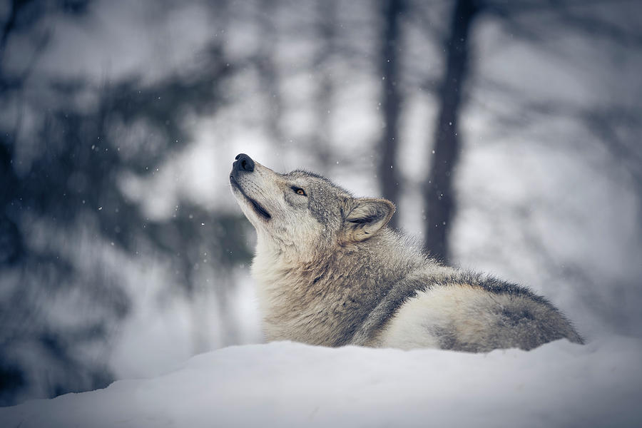 Tundra Wolf Winter Photograph by Scott Slone