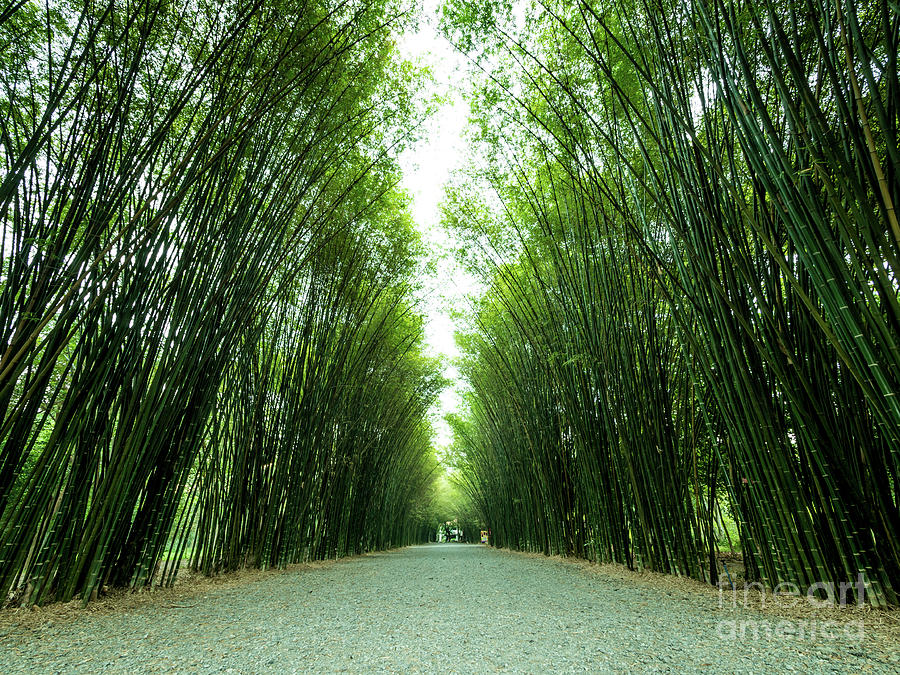 Tunnel bamboo trees and walkway. Photograph by Tosporn Preede