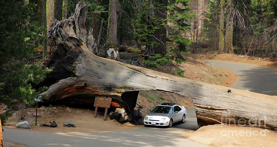 Tunnel Log Sequoia National Park  6621b Photograph by Jack Schultz