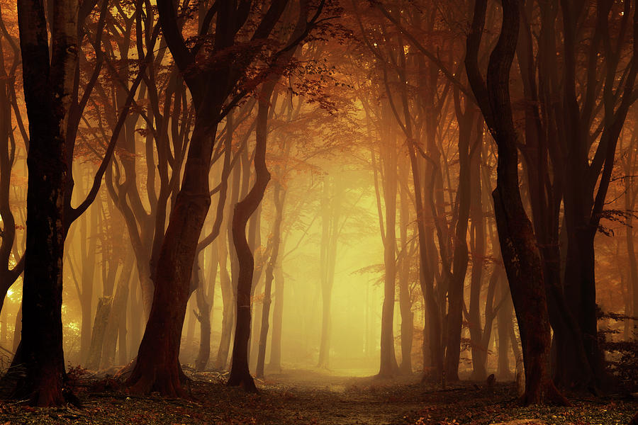 Tunnel of Love Photograph by Martin Podt - Fine Art America