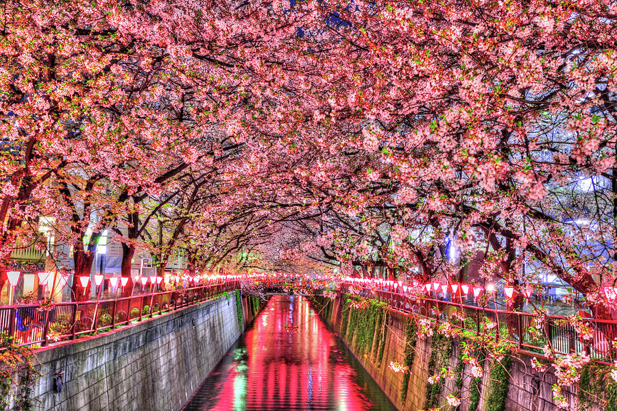 Tunnel of love Photograph by Midori Chan