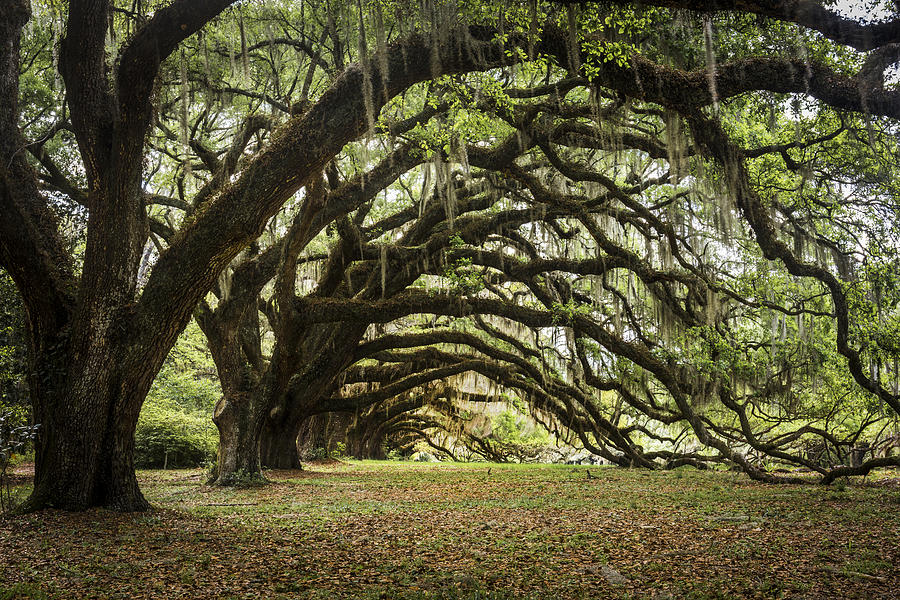 Tunnel of Oaks Photograph by Jon Glaser
