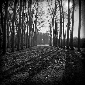 Black And White Photograph - Tunnel Of Trees by Troy Ziel Black And White Photograph - Tunnel Of Trees by Troy Ziel