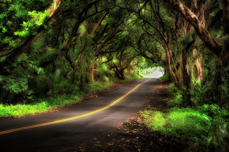 Tunnel of Trees Photograph by Nicki Frates
