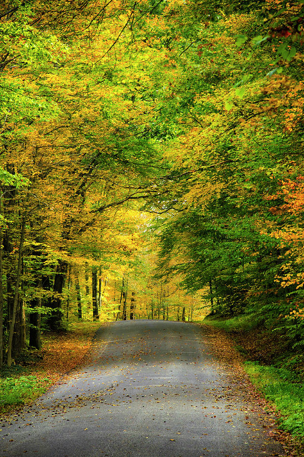 Tunnel Of Trees Rural Landscape Photograph by Christina Rollo
