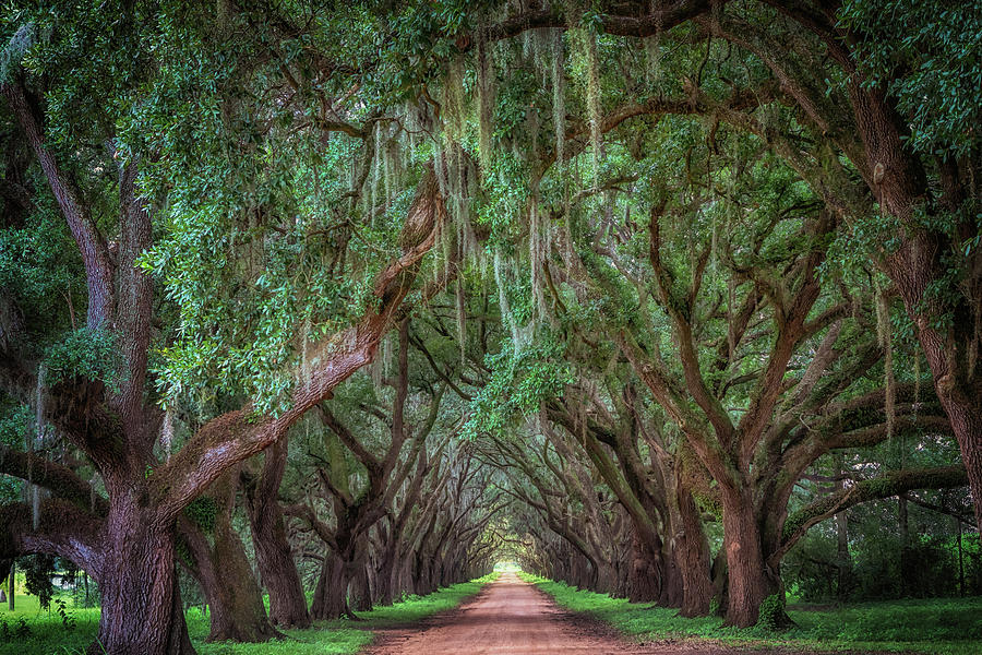 Tunnel of Trees Photograph by Susan Rissi Tregoning