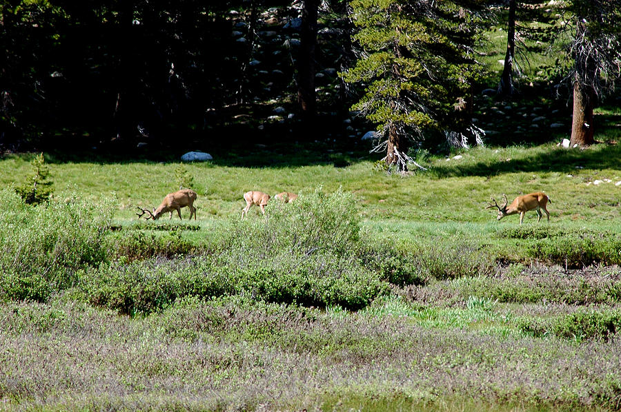 Tuolumne Meadows Yosemite Mule Deer Meadows Photograph
