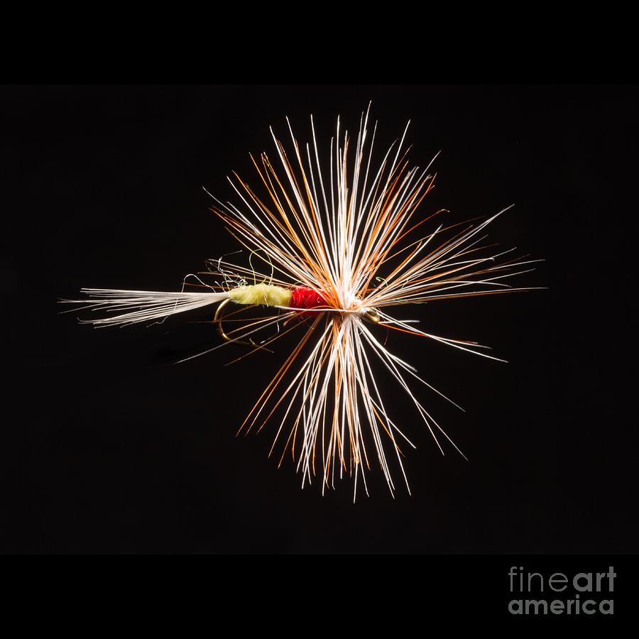 Fish Digital Art - Tups Indispensible by John Edwards