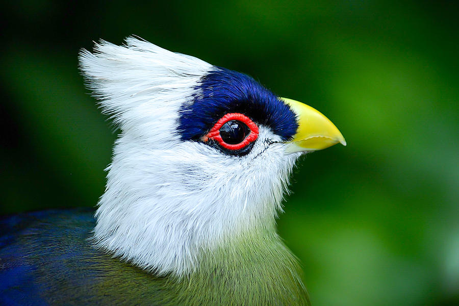 Turaco Close Up Photograph by Krystal Billett - Fine Art America