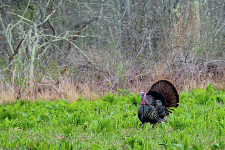 Turkey and Cabbage Photograph by Bill Wakeley