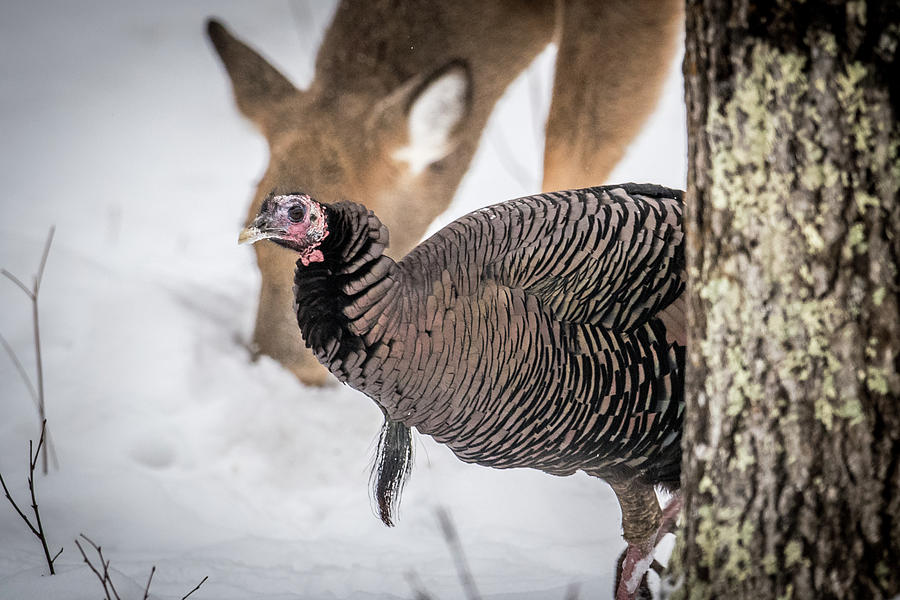 Turkey and Deer Photograph by Paul Freidlund