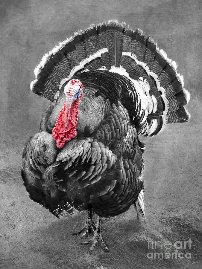 Turkey Photograph - Turkey Boss by Linsey Williams