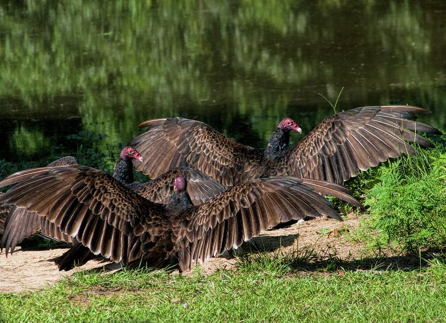 Turkey Buzzard Sunning Thier Wings Photograph by Kathy Clark