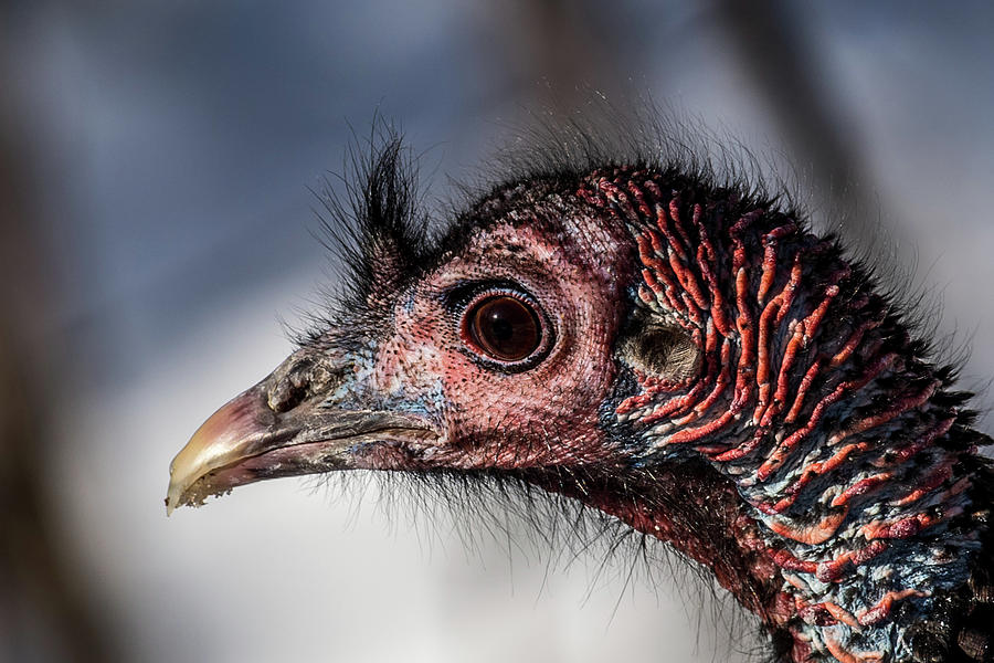 Turkey Face Photograph by Paul Freidlund