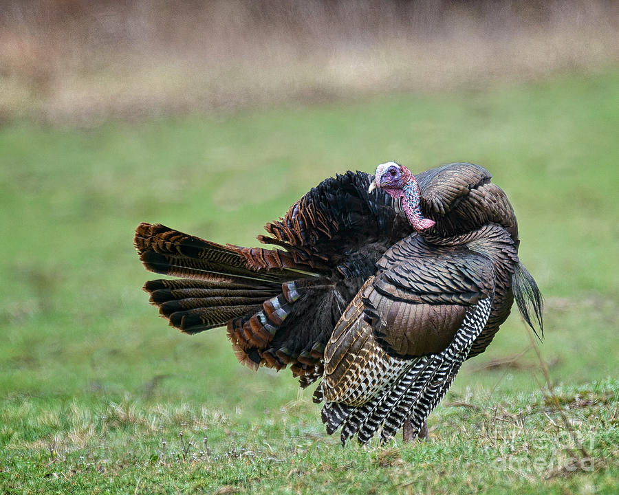 Turkey Feather Fluff Photograph by Timothy Flanigan - Pixels