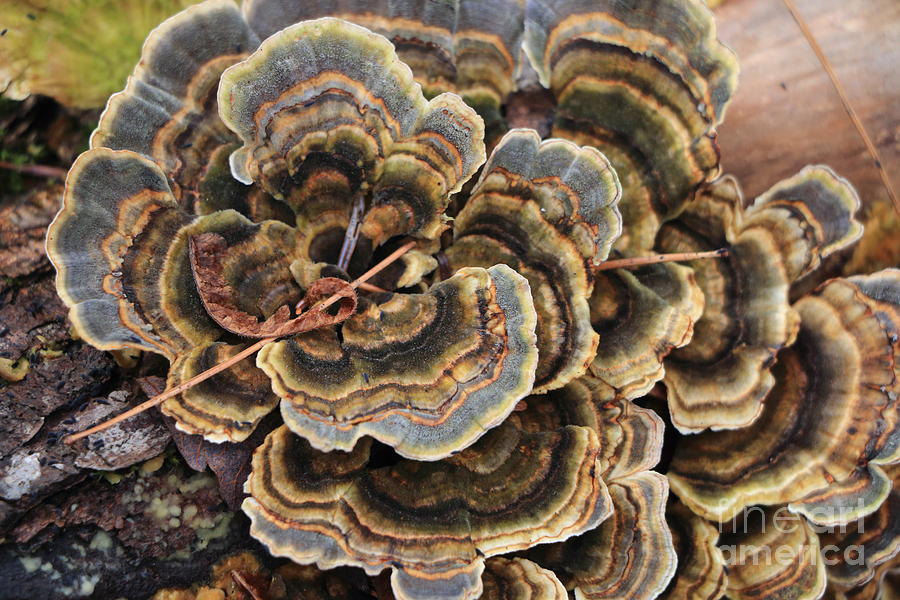 Turkey Feather Fungi Photograph by Elizabeth Dow