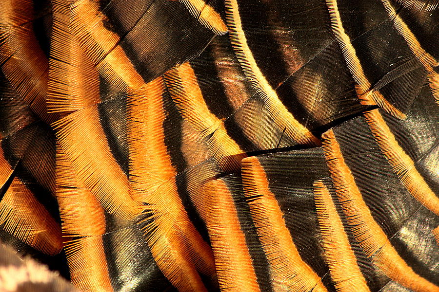 Turkey Feathers Abstract Photograph by Sheila Brown