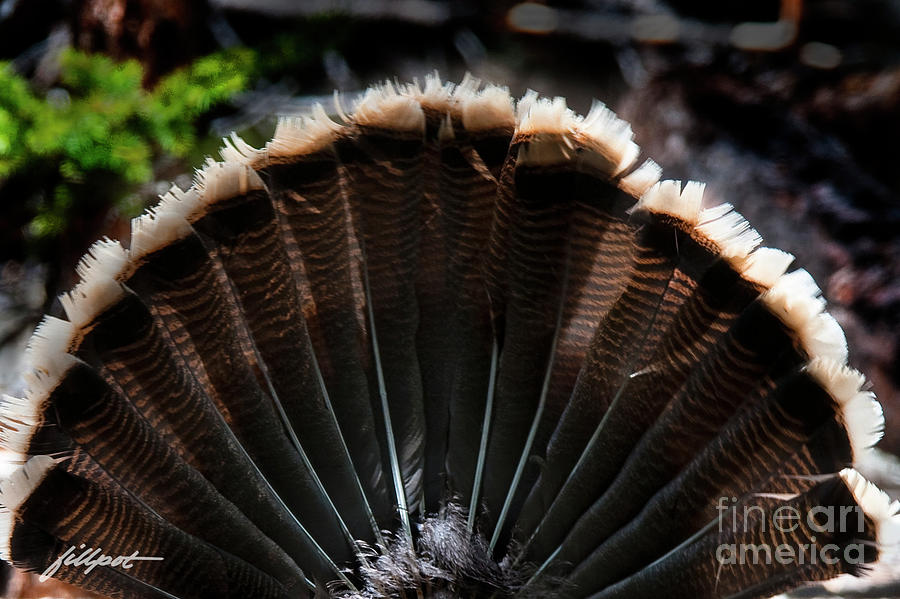 Rocky Mountain National Park Photograph - Turkey Feathers by Bon and Jim Fillpot