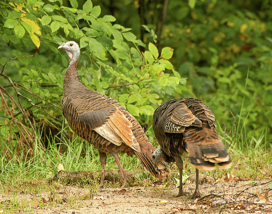 Turkey Feeding Photograph by Dennis Hammer