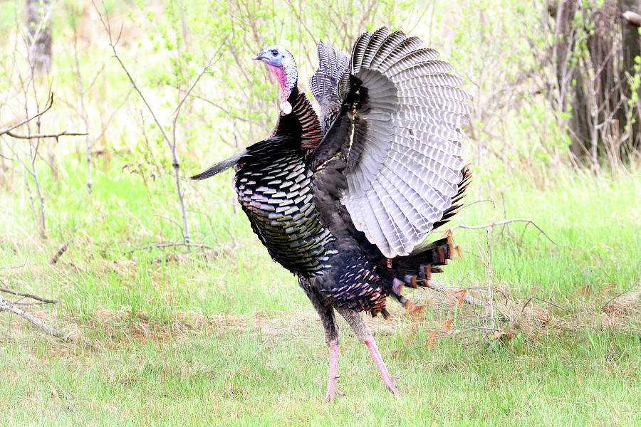 Turkey Flap Photograph by Brook Burling