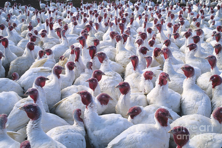 Turkey Flock Photograph by Inga Spence