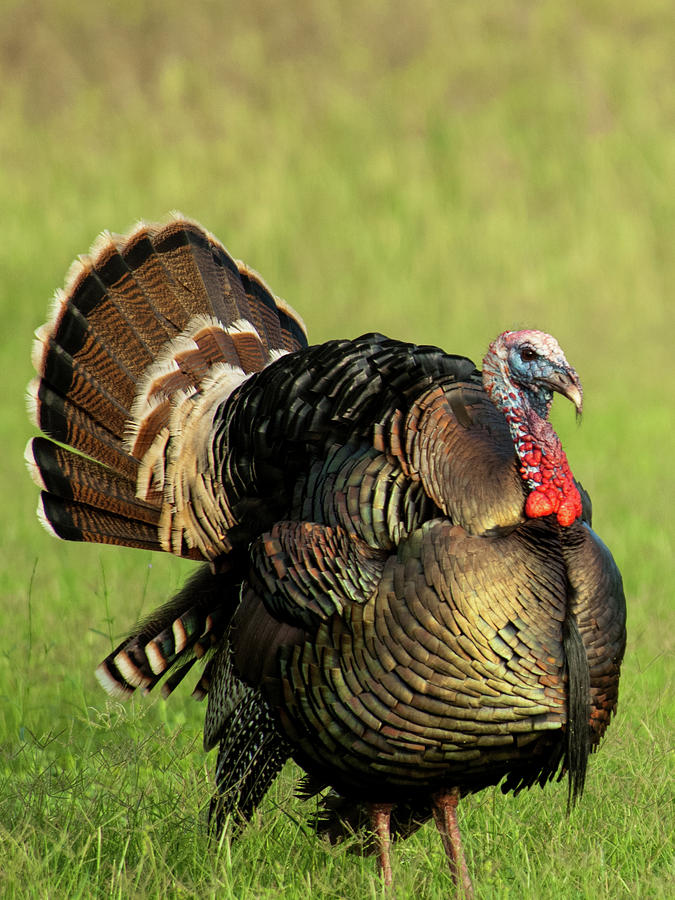 Turkey Gobbler Photograph by Tosh Brown