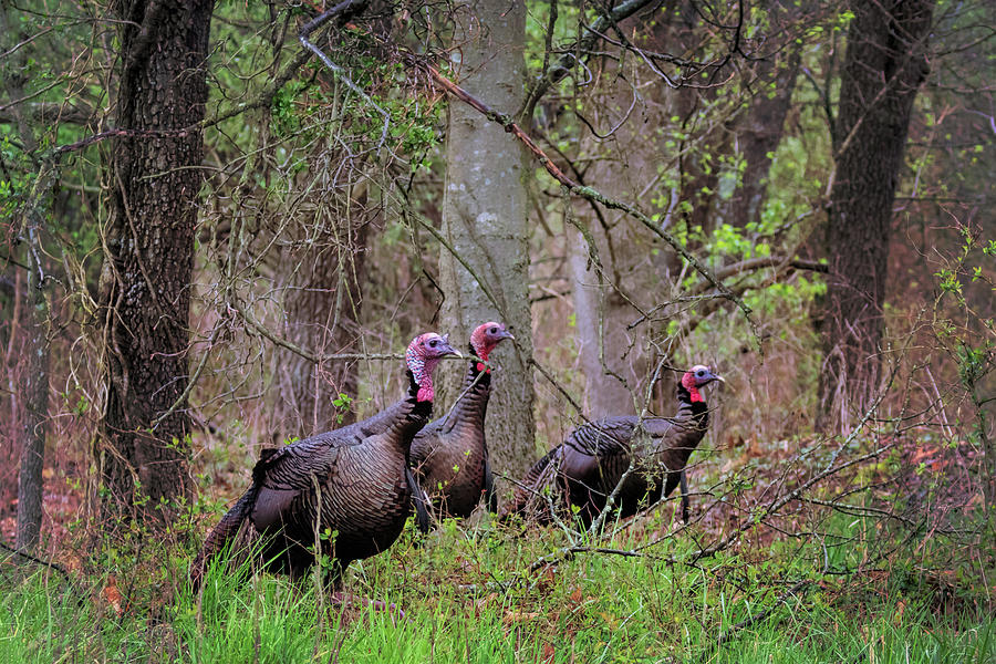 Turkey Hunting #1 Photograph by Susan Rissi Tregoning
